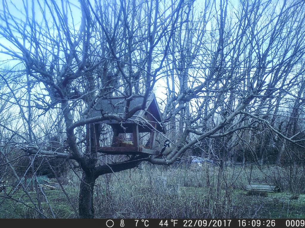 Picchio rosso maggiore (Dendrocopos major) - fototrappola